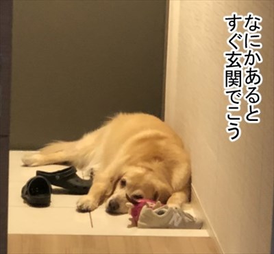 ゴールデンレトリバーに最適な温度