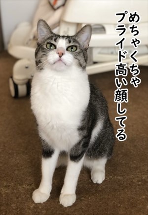 ゴールデンレトリバーに最適な温度