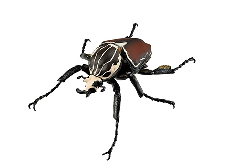 原寸大のヘラクレスオオカブトやギラファノコギリクワガタ　一番くじ最新作から昆虫がテーマのリアルフィギュア登場