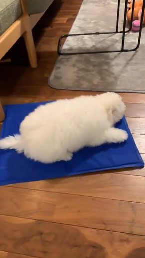 おつきちゃん ひんやりマット