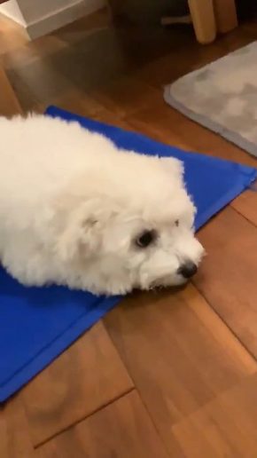 おつきちゃん ひんやりマット