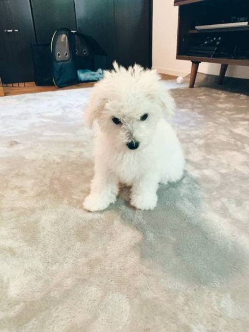 おつきちゃん ひんやりマット