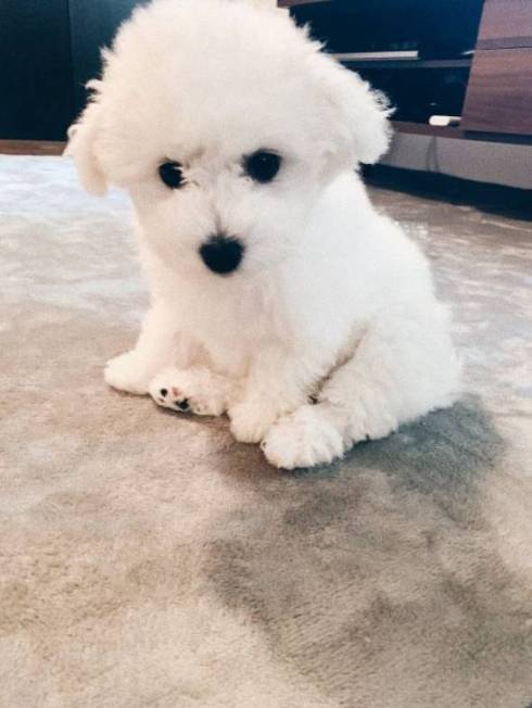 おつきちゃん ひんやりマット