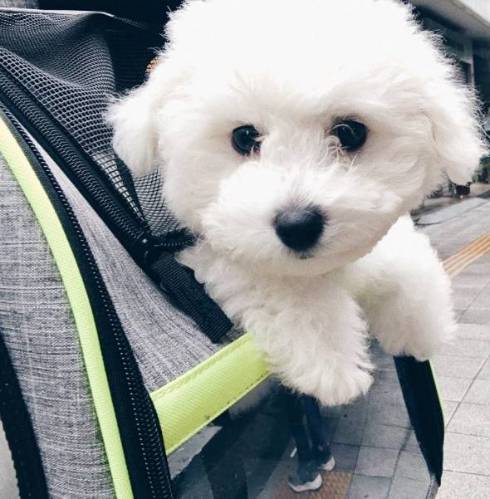 おつきちゃん ひんやりマット