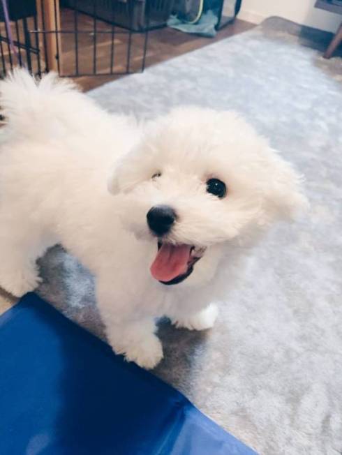 おつきちゃん ひんやりマット