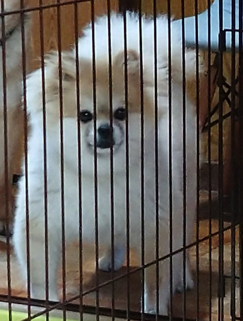 柴犬より強そうなポメラニアン