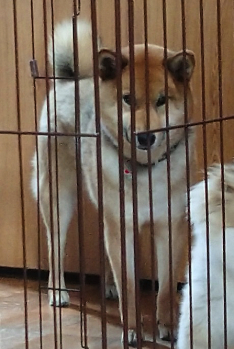 柴犬より強そうなポメラニアン