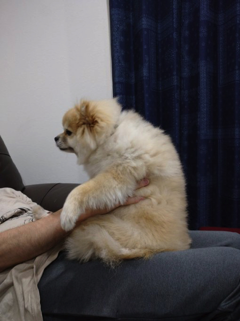 柴犬より強そうなポメラニアン