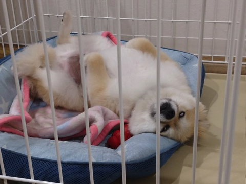 柴犬より強そうなポメラニアン