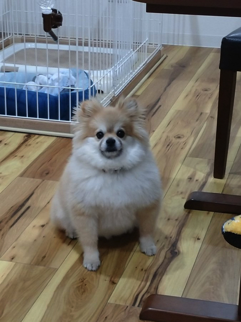 柴犬より強そうなポメラニアン