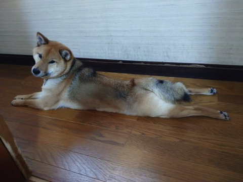 柴犬より強そうなポメラニアン