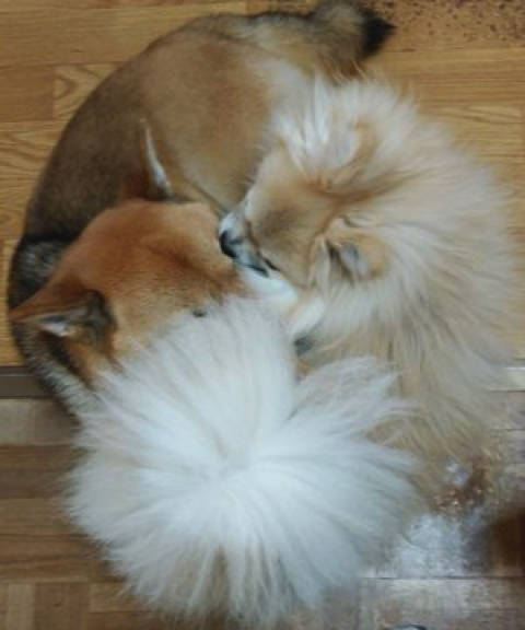 柴犬より強そうなポメラニアン