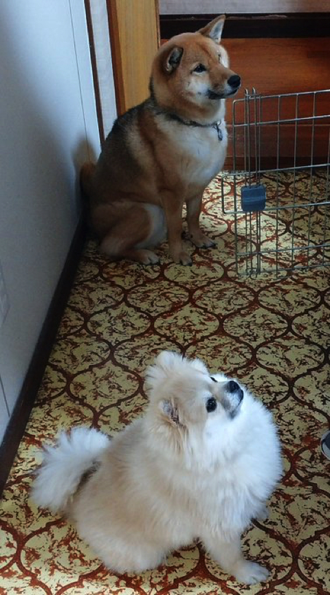 柴犬より強そうなポメラニアン