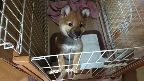 柴犬より強そうなポメラニアン