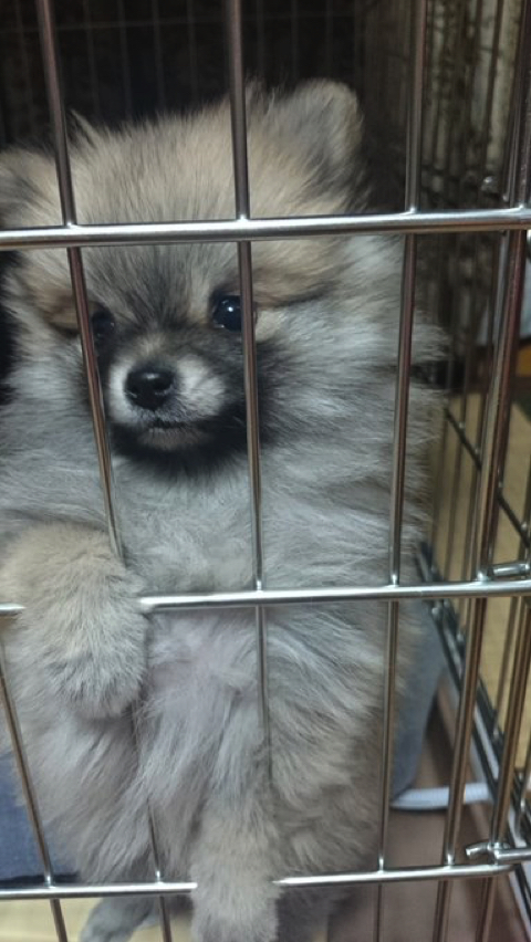 柴犬より強そうなポメラニアン