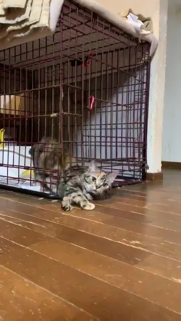 ケージから顔を出すあさひさん