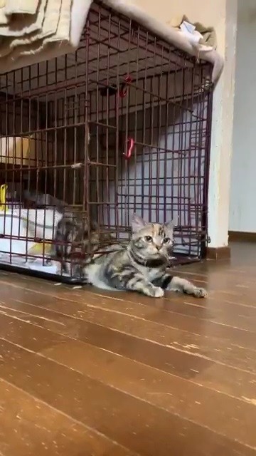 ケージから顔を出すあさひさん