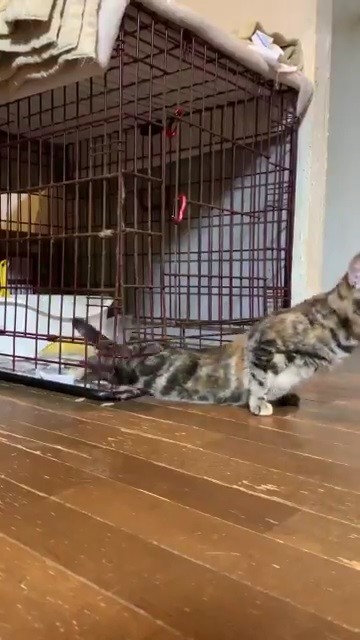 ケージから顔を出すあさひさん