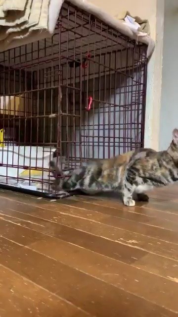 ケージから顔を出すあさひさん