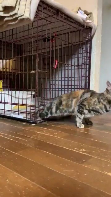 ケージから顔を出すあさひさん