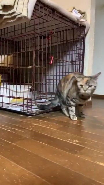 ケージから顔を出すあさひさん