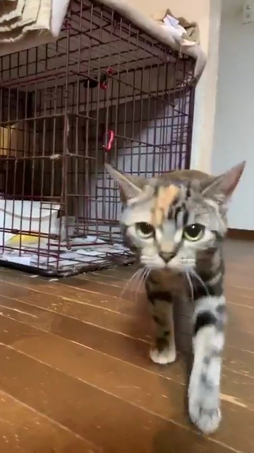 ケージから顔を出すあさひさん