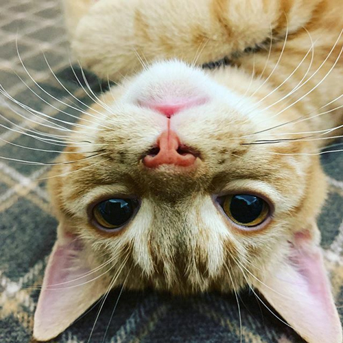 四女・きりんさん