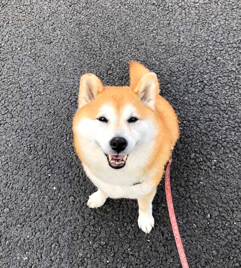 柴犬 信号待ち 笑顔 見つめている 待機 まる 散歩 へへへっ