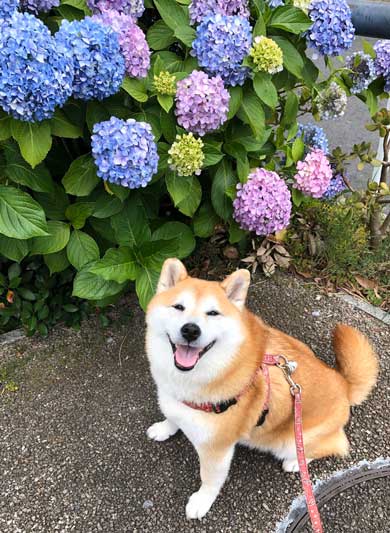 柴犬 信号待ち 笑顔 見つめている 待機 まる 散歩 へへへっ