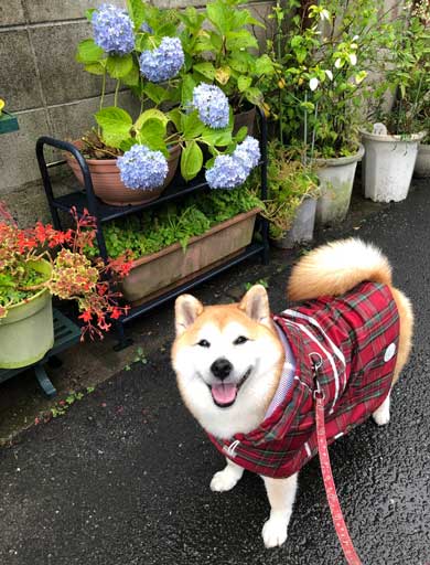 柴犬 信号待ち 笑顔 見つめている 待機 まる 散歩 へへへっ