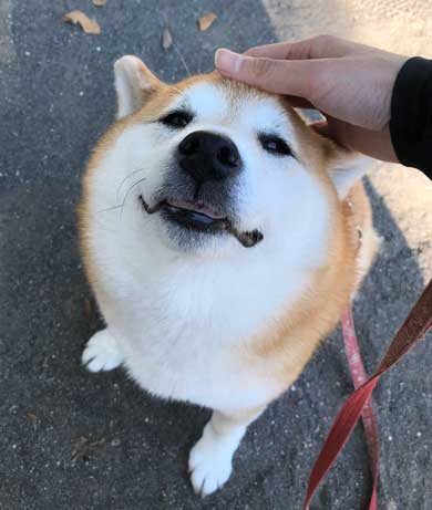 柴犬 信号待ち 笑顔 見つめている 待機 まる 散歩 へへへっ