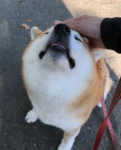 柴犬 信号待ち 笑顔 見つめている 待機 まる 散歩 へへへっ