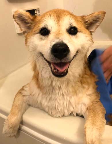 柴犬 信号待ち 笑顔 見つめている 待機 まる 散歩 へへへっ