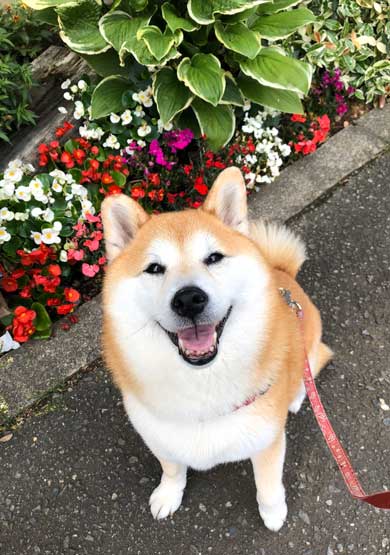 柴犬 信号待ち 笑顔 見つめている 待機 まる 散歩 へへへっ