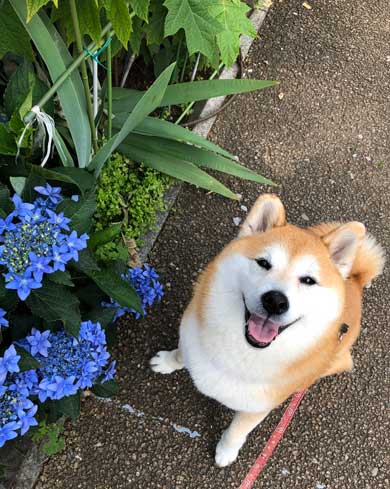 柴犬 信号待ち 笑顔 見つめている 待機 まる 散歩 へへへっ