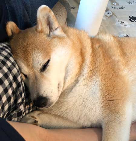 柴犬 信号待ち 笑顔 見つめている 待機 まる 散歩 へへへっ