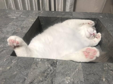 ねこ