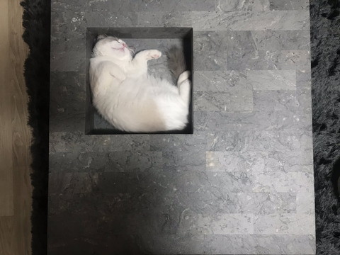 ひんやりきもちいネコちゃん