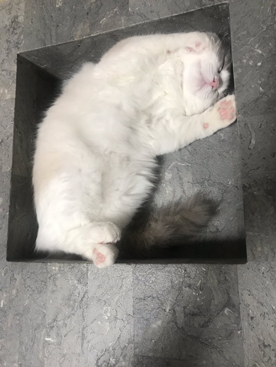 ひんやりきもちいネコちゃん