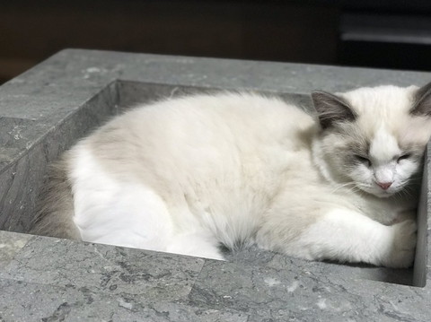 ひんやりきもちいネコちゃん