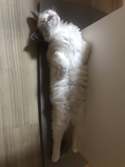 いろんな寝顔のぼんぼんちゃん