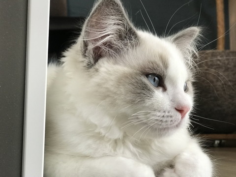 凛々しいぼんぼんちゃん