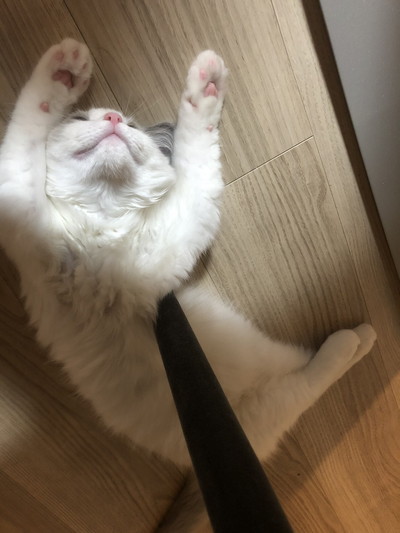 いろんな寝顔のぼんぼんちゃん