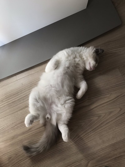 いろんな寝顔のぼんぼんちゃん