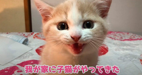 人懐っこい子猫