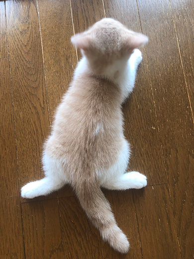 みかんとじろうさんち