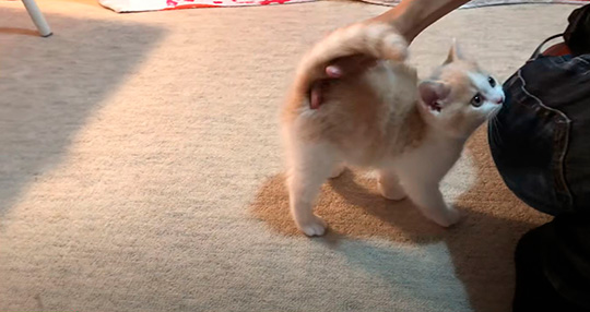 みかんとじろうさんち