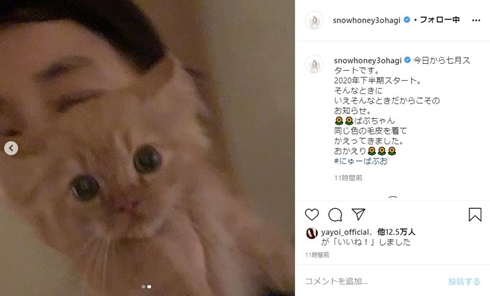石田ゆり子 猫 ペット ばぶちゃん バンビ 犬