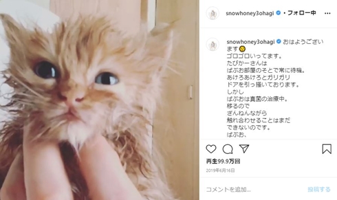 石田ゆり子 猫 ペット ばぶちゃん バンビ 犬