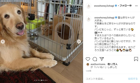 石田ゆり子 猫 ペット ばぶちゃん バンビ 犬